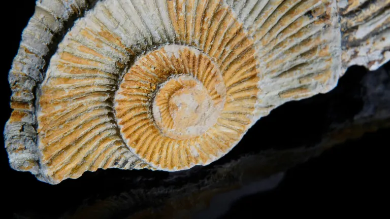 Fossil 